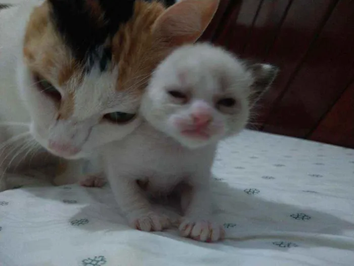 Gato raça Ragdoll idade Abaixo de 2 meses nome Princesa