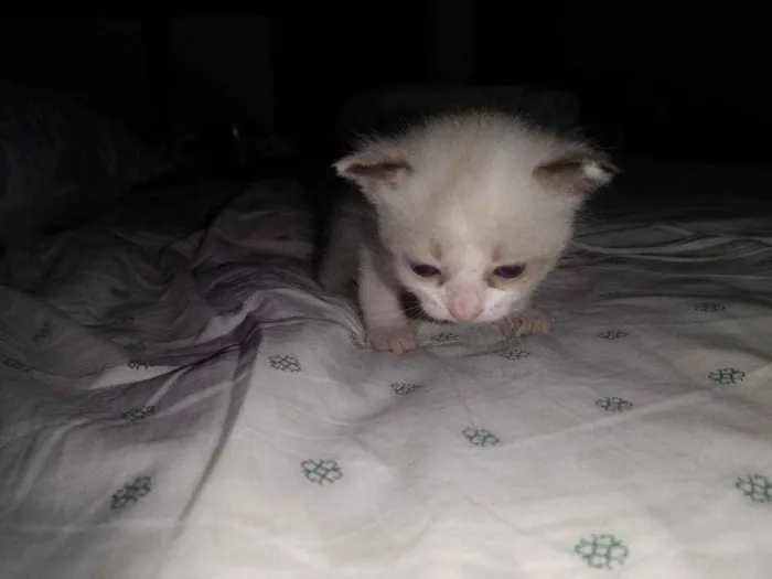 Gato raça Ragdoll idade Abaixo de 2 meses nome Princesa