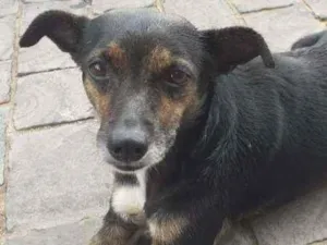 Cachorro raça Vira-lata idade 2 a 6 meses nome (SEM NOME)