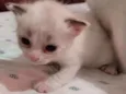Princesa
