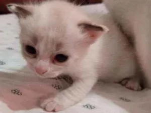 Gato raça Ragdoll idade Abaixo de 2 meses nome Princesa
