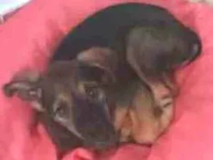Cachorro raça Vira lata idade Abaixo de 2 meses nome Pipoca