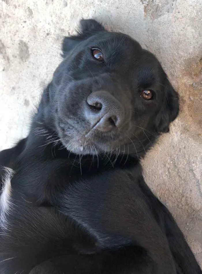 Cachorro ra a SRD idade 2 anos nome Elinho