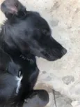 Elinho