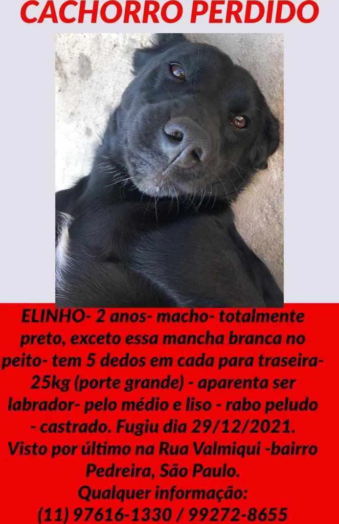 Cachorro ra a SRD idade 2 anos nome Elinho