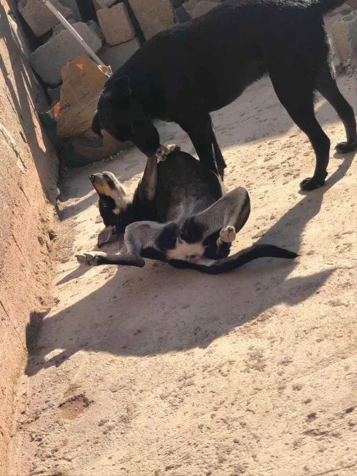 Cachorro ra a SRD idade 2 anos nome Elinho