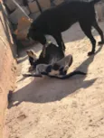 Elinho