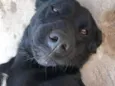 Elinho