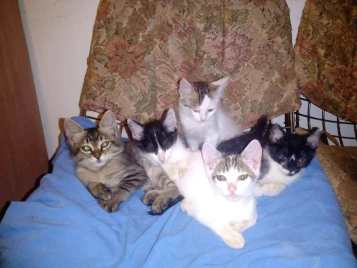 Gato ra a Felinos idade 2 a 6 meses nome Borrachinhas parte 2