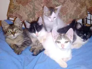 Gato raça Felinos idade 2 a 6 meses nome Borrachinhas parte 2