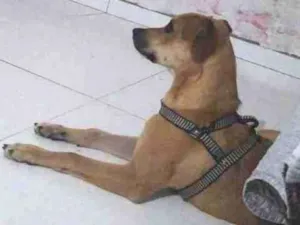 Cachorro raça S/R idade 7 a 11 meses nome Lucky