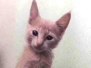 Gato raça  idade 2 a 6 meses nome Luiz 