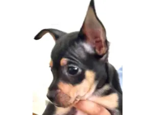 Cachorro raça  idade Abaixo de 2 meses nome Lucas Bebezinho