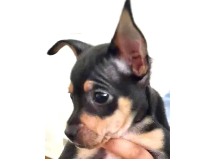 Cachorro raça  idade Abaixo de 2 meses nome Lucas Bebezinho