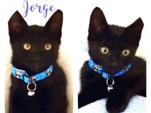 Gato raça SRD  idade 2 a 6 meses nome Jorge 