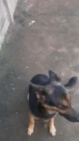 Alpha 