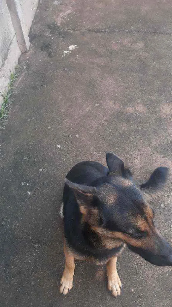 Cachorro raça Pastor alemão  idade 2 anos nome Alpha 
