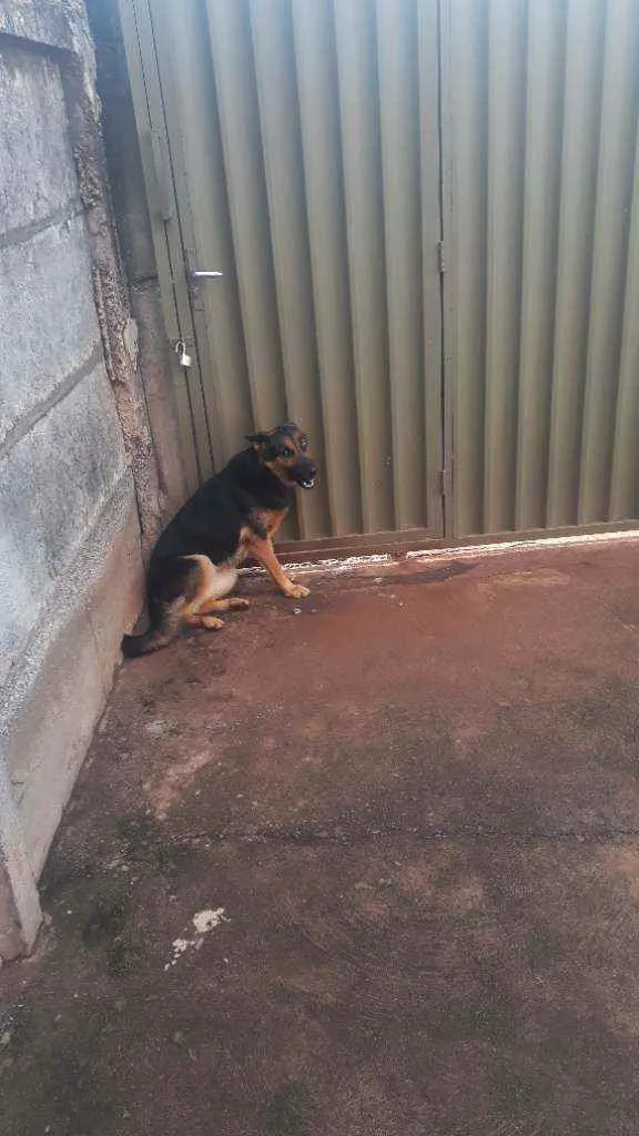 Cachorro raça Pastor alemão  idade 2 anos nome Alpha 