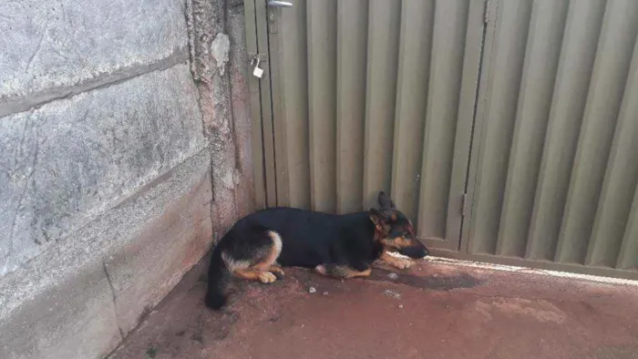 Cachorro raça Pastor alemão  idade 2 anos nome Alpha 