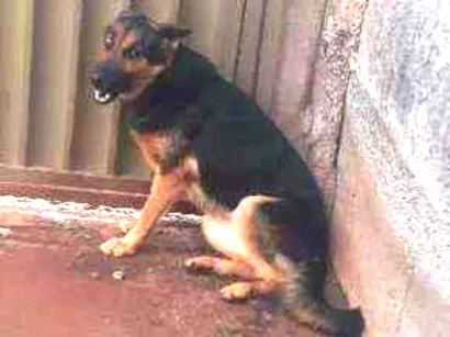 Cachorro raça Pastor alemão  idade 2 anos nome Alpha 
