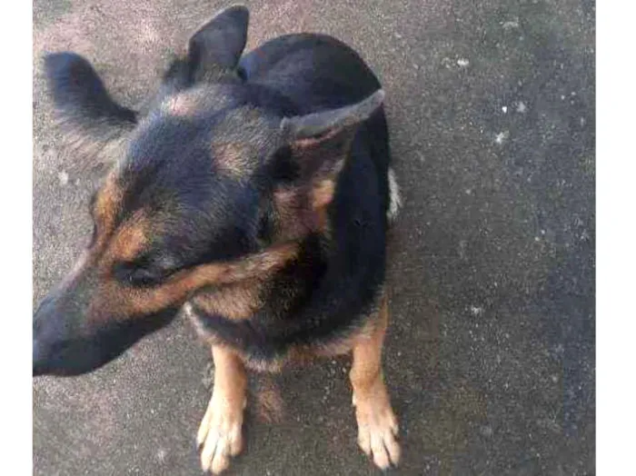 Cachorro raça Pastor alemão  idade 2 anos nome Alpha 