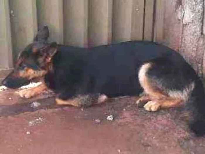 Cachorro raça Pastor alemão  idade 2 anos nome Alpha 