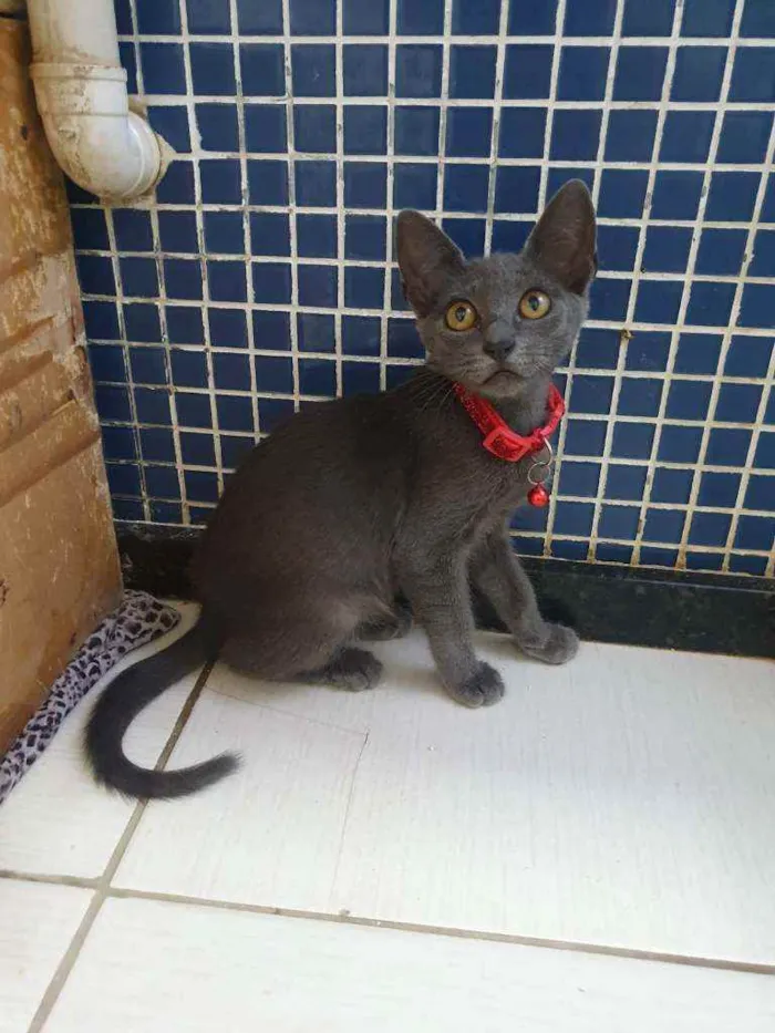 Gato ra a SRD idade 2 a 6 meses nome .