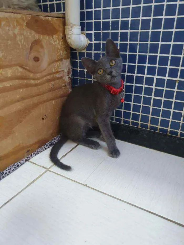 Gato ra a SRD idade 2 a 6 meses nome .