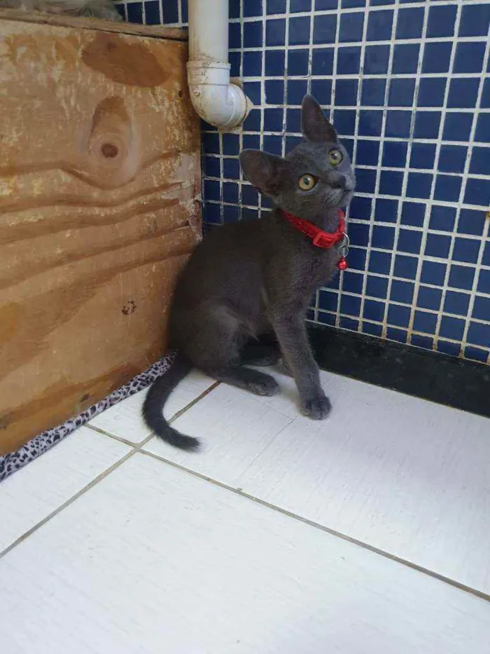 Gato ra a SRD idade 2 a 6 meses nome .