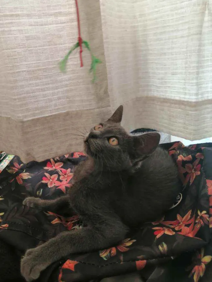 Gato ra a SRD idade 2 a 6 meses nome .