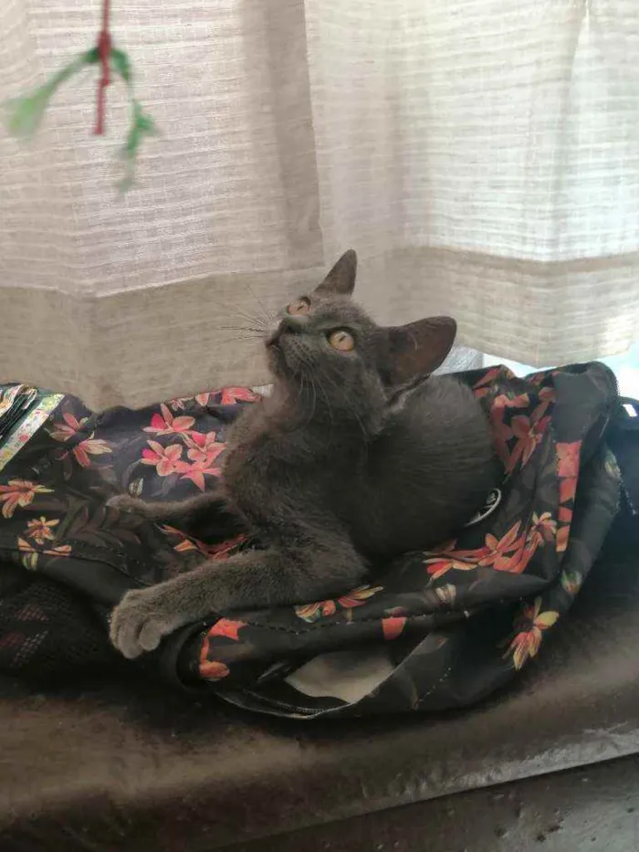 Gato ra a SRD idade 2 a 6 meses nome .