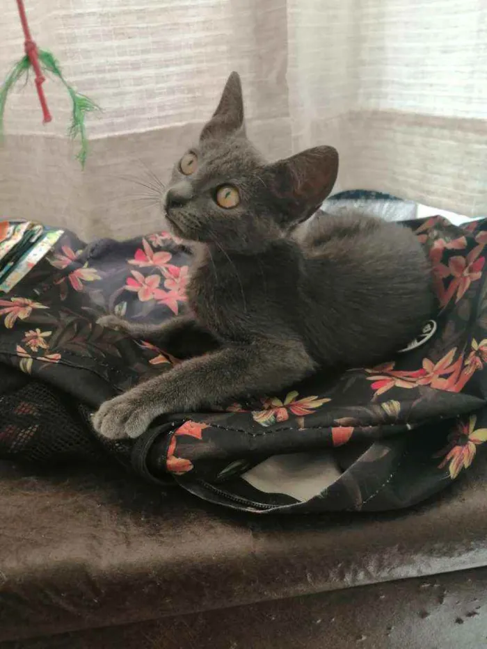 Gato ra a SRD idade 2 a 6 meses nome .