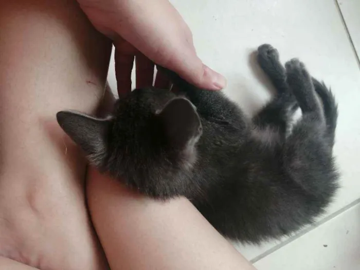 Gato ra a SRD idade 2 a 6 meses nome .