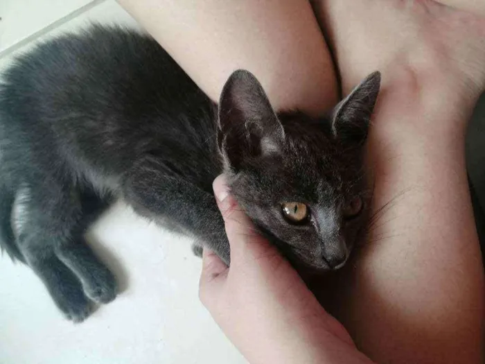 Gato ra a SRD idade 2 a 6 meses nome .