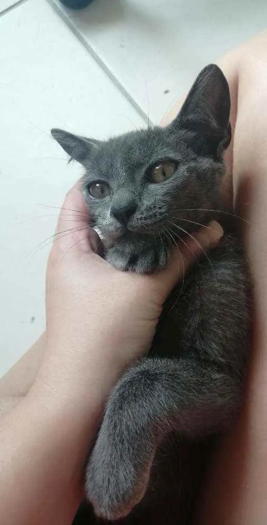 Gato ra a SRD idade 2 a 6 meses nome .