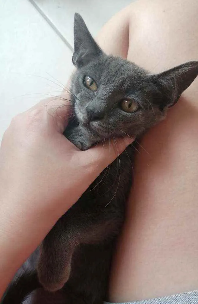 Gato ra a SRD idade 2 a 6 meses nome .