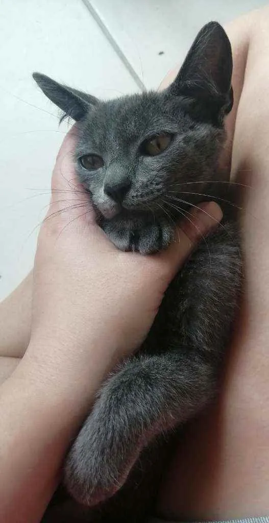 Gato ra a SRD idade 2 a 6 meses nome .