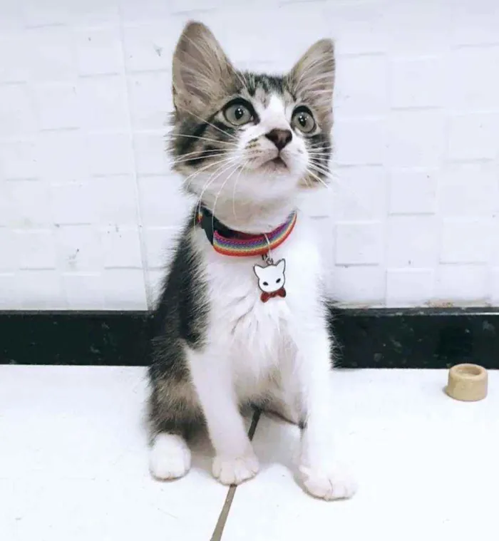 Gato ra a SRD idade 2 a 6 meses nome ..