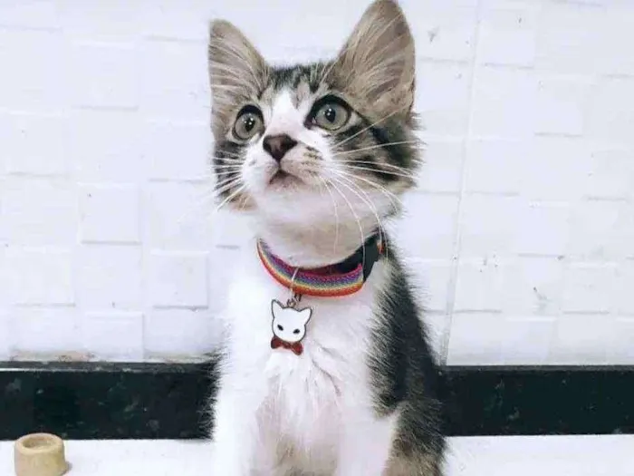 Gato ra a SRD idade 2 a 6 meses nome ..