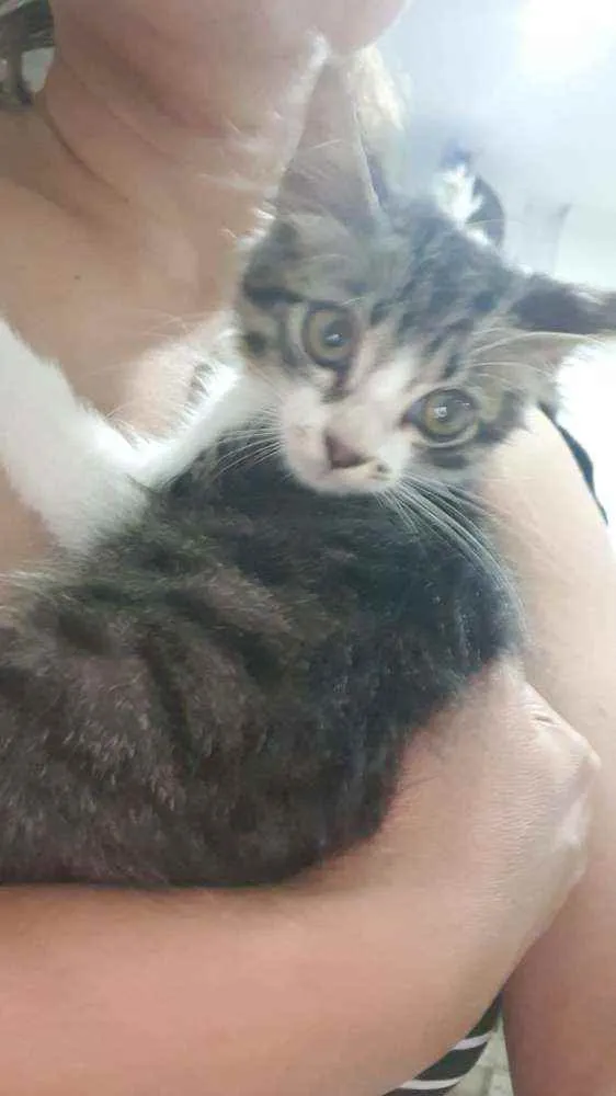 Gato ra a SRD idade 2 a 6 meses nome ..
