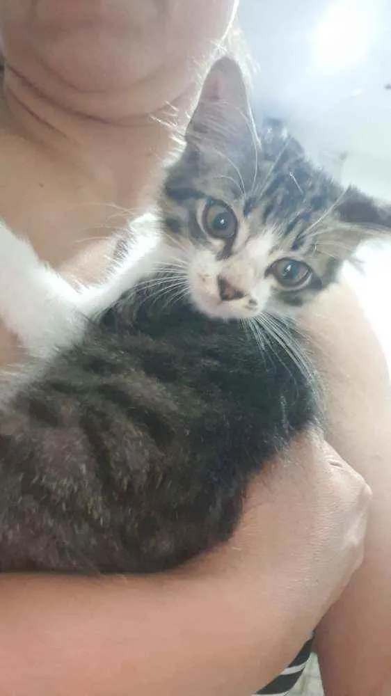 Gato ra a SRD idade 2 a 6 meses nome ..