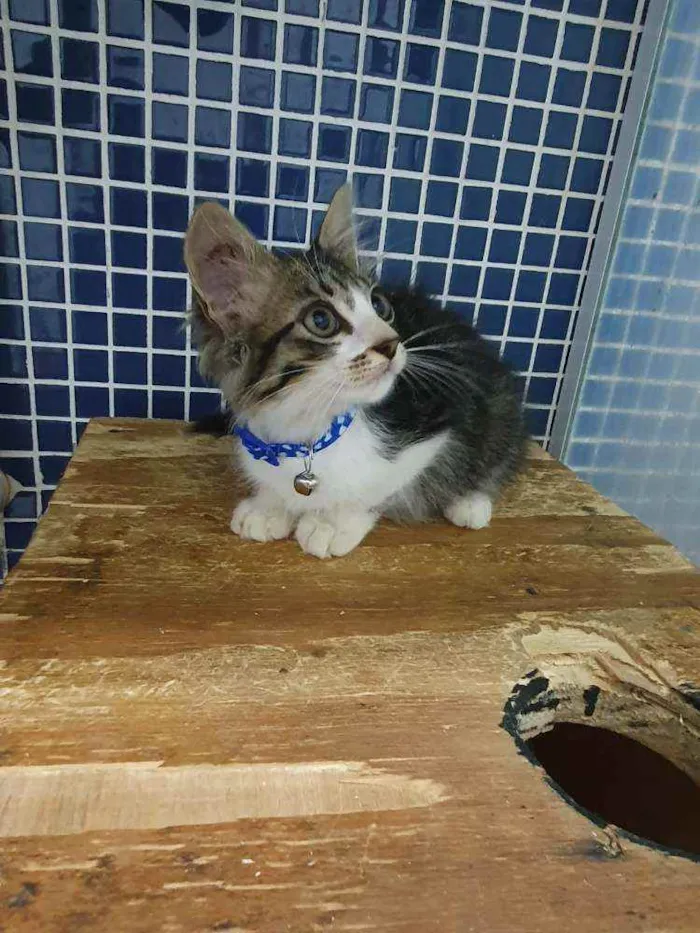 Gato ra a SRD idade 2 a 6 meses nome ..