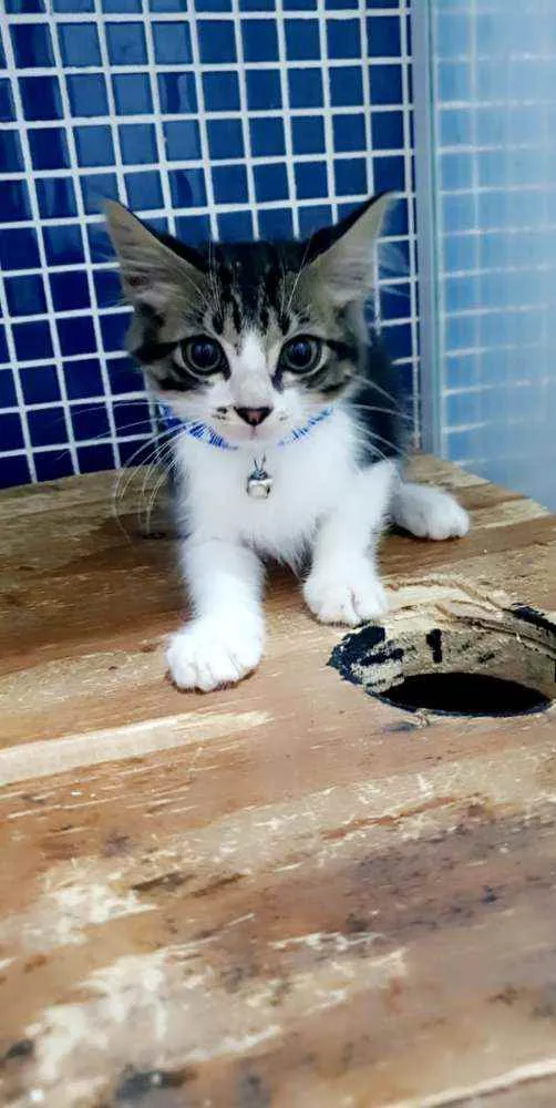 Gato ra a SRD idade 2 a 6 meses nome ..