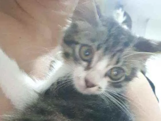 Gato ra a SRD idade 2 a 6 meses nome ..