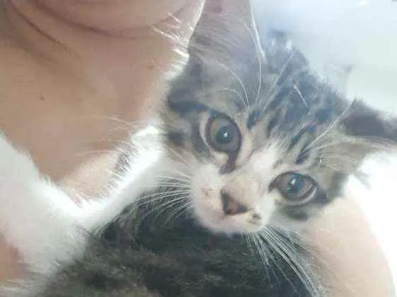 Gato ra a SRD idade 2 a 6 meses nome ..