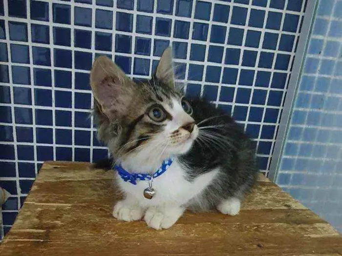 Gato ra a SRD idade 2 a 6 meses nome ..