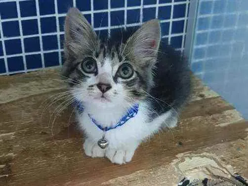 Gato ra a SRD idade 2 a 6 meses nome ..