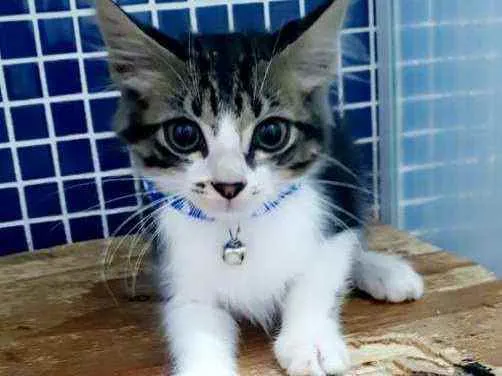 Gato ra a SRD idade 2 a 6 meses nome ..