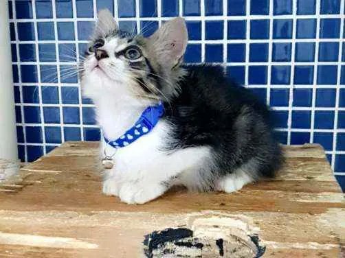 Gato ra a SRD idade 2 a 6 meses nome ..