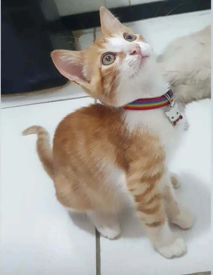 Gato ra a SRD idade 2 a 6 meses nome ...